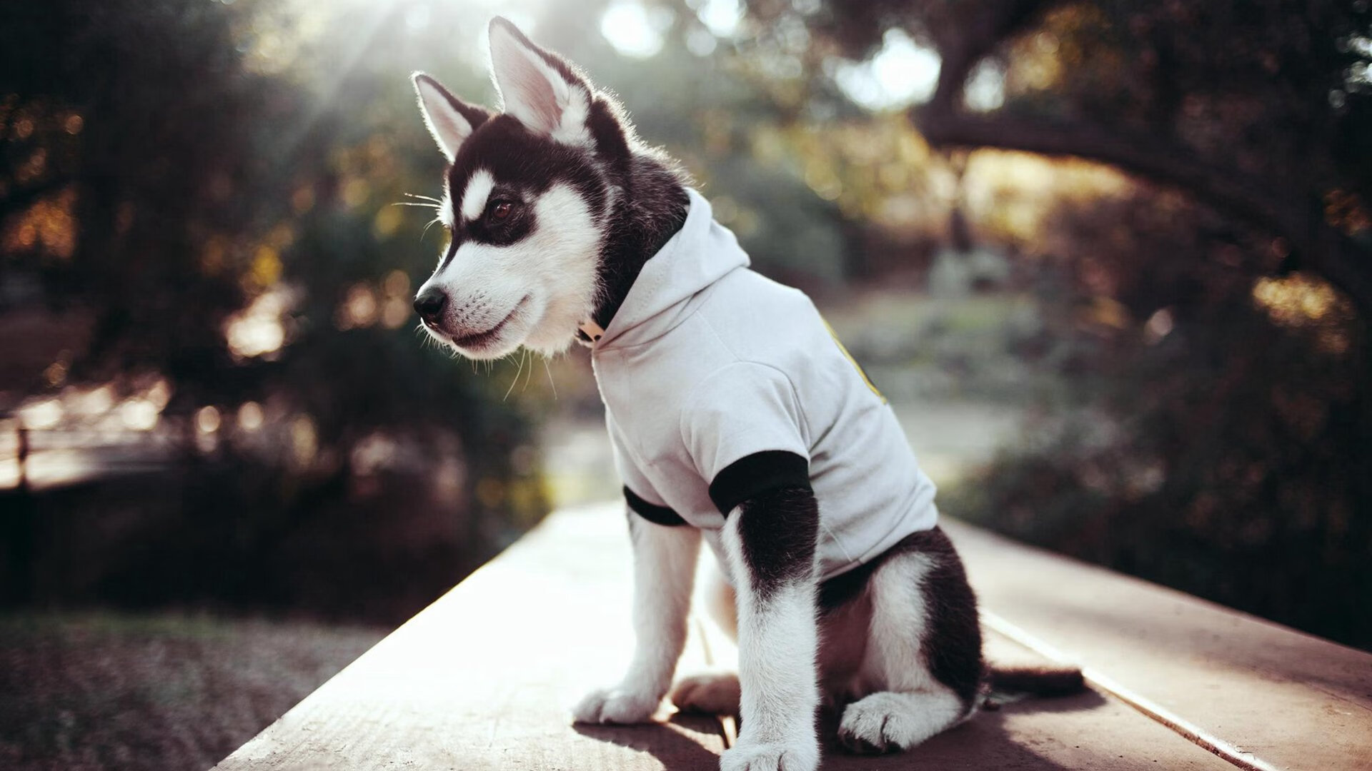 布鲁诺·阿尔维斯，当沉默的岩石在都灵之夜闪耀，尤文对阵马赛的关键战从不手软