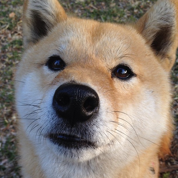 武切维奇关键一击定乾坤，凯尔特人鏖战险胜鹈鹕